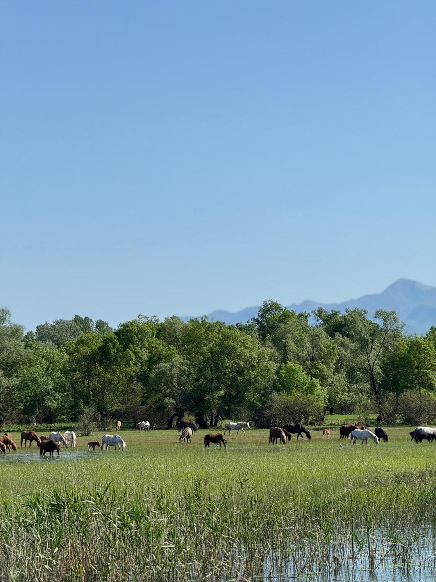 Lake Skadar Paradise Dodosi Exterior foto
